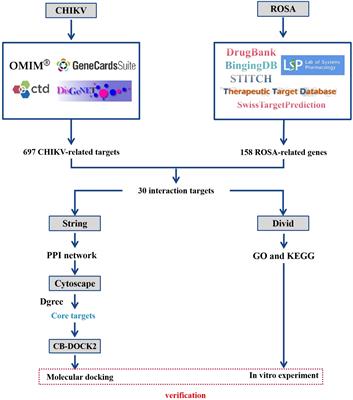 Unlocking the antiviral potential of rosmarinic acid against chikungunya virus via IL-17 signaling pathway